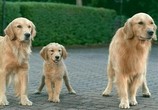 Фильм Принцы воздуха / Air Buddies (2006) - cцена 6