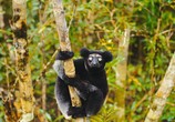 ТВ Остров лемуров: Мадагаскар / Island of Lemurs: Madagascar (2014) - cцена 3
