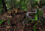 ТВ Амазония: Инструкция по выживанию / Amazonia (2013) - cцена 3