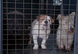Фильм В поисках Санта Лапуса / The Search for Santa Paws (2010) - cцена 1