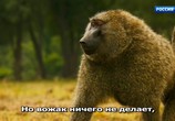 ТВ Серенгети / Serengeti (2019) - cцена 2