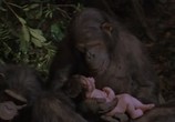 Фильм Грейстоук: Легенда о Тарзане, повелителе обезьян / Greystoke: The Legend of Tarzan, Lord of the Apes (1984) - cцена 1
